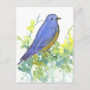 Search for bluebird postcards Wildlife