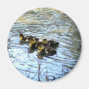Search for quack magnets Duck
