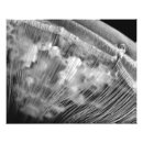 Search for jellyfish posters White