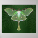 Search for luna moth art Butterflies