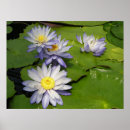 Search for waterlilly art Flowers