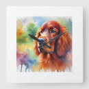 Search for irish setter Animals
