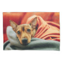 Search for chihuahua dog pillowcases Canine