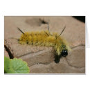 Search for moth photography Nature