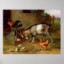 Search for vintage chicken posters Poultry