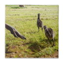 Search for chick tiles Bird