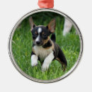 Search for conformation Puppy