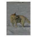Search for white german shepherd postcards Snow