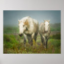 Search for sheila posters Ranch