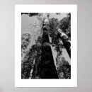 Search for tall photography Tree