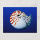 Search for oceanlife postcards Wildlife