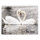 Search for swans swan calendars Birds
