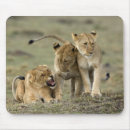 Search for sibling electronics Animals