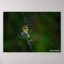 Search for the wasp posters Photography