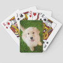 Search for golden retriever playing cards Cute