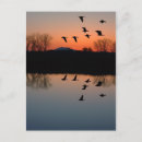 Search for bare cards invites Birds