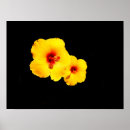 Search for hibiscus flower posters Flora