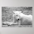 Search for wolf posters Black and white