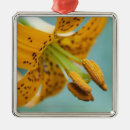 Search for selective focus christmas tree decorations Usa