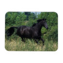 Search for thoroughbred magnets Bob langrish