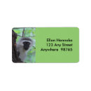 Search for monkey labels Safari