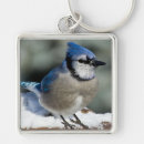 Search for blue jays key rings Animals