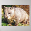 Search for marsupial posters Wombat