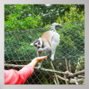 Search for lemur posters Cute