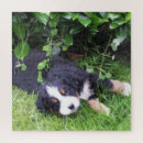 Search for dog breeds puzzles Puppy