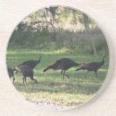 Search for turkeys coasters Bird