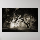Search for misty trees posters Nature