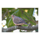 Search for bird watching art Wildlife photography