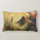 Search for puggle Cute