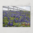 Search for texas bluebonnet Field