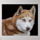 Search for alaskan posters Cute