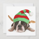 Search for boston terrier breed cards Baby