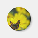 Search for pollen magnets Daisy