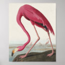 Search for antique flamingo posters John james audubon