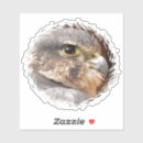 Search for prey stickers Falcon