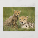 Search for 2 spot postcards Nature