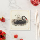 Search for black swan Illustration