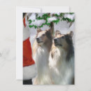 Search for rough collie christmas cards Pet