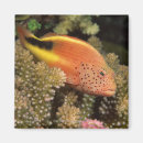 Search for perch magnets Animal