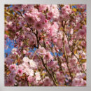Search for cherry blossom posters Petals