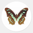 Search for butterfly drawing stickers Butterflies