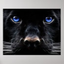 Search for blue eyed cat posters Black
