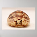 Search for tortoise shell posters Pet