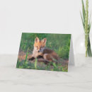Search for kit cards Mammal