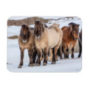 Search for ranching magnets Chuck haney