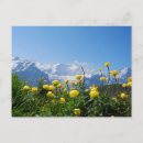 Search for flower postcards Mountain